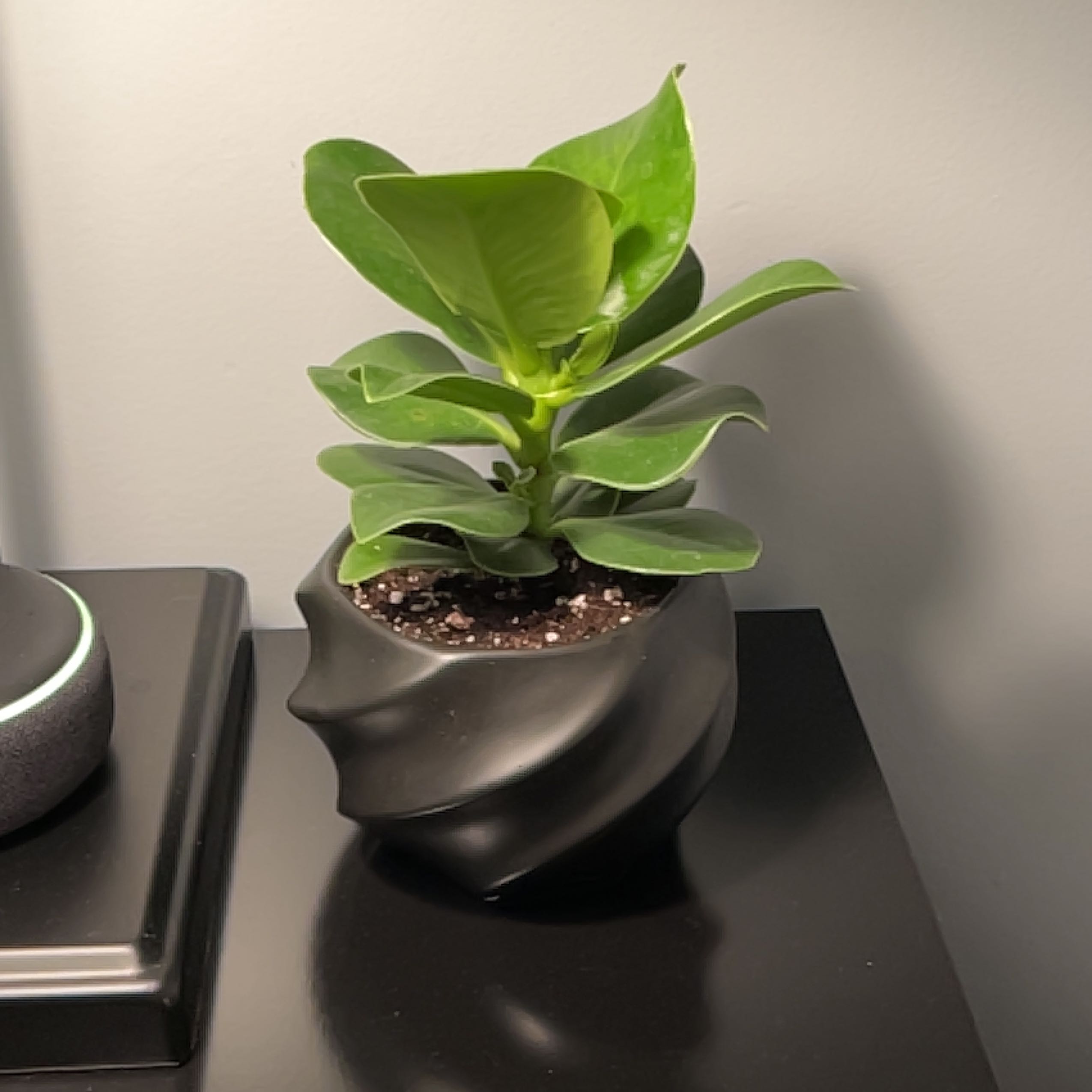A healthy Natal Plum plant in a decorative pot with vibrant green leaves.