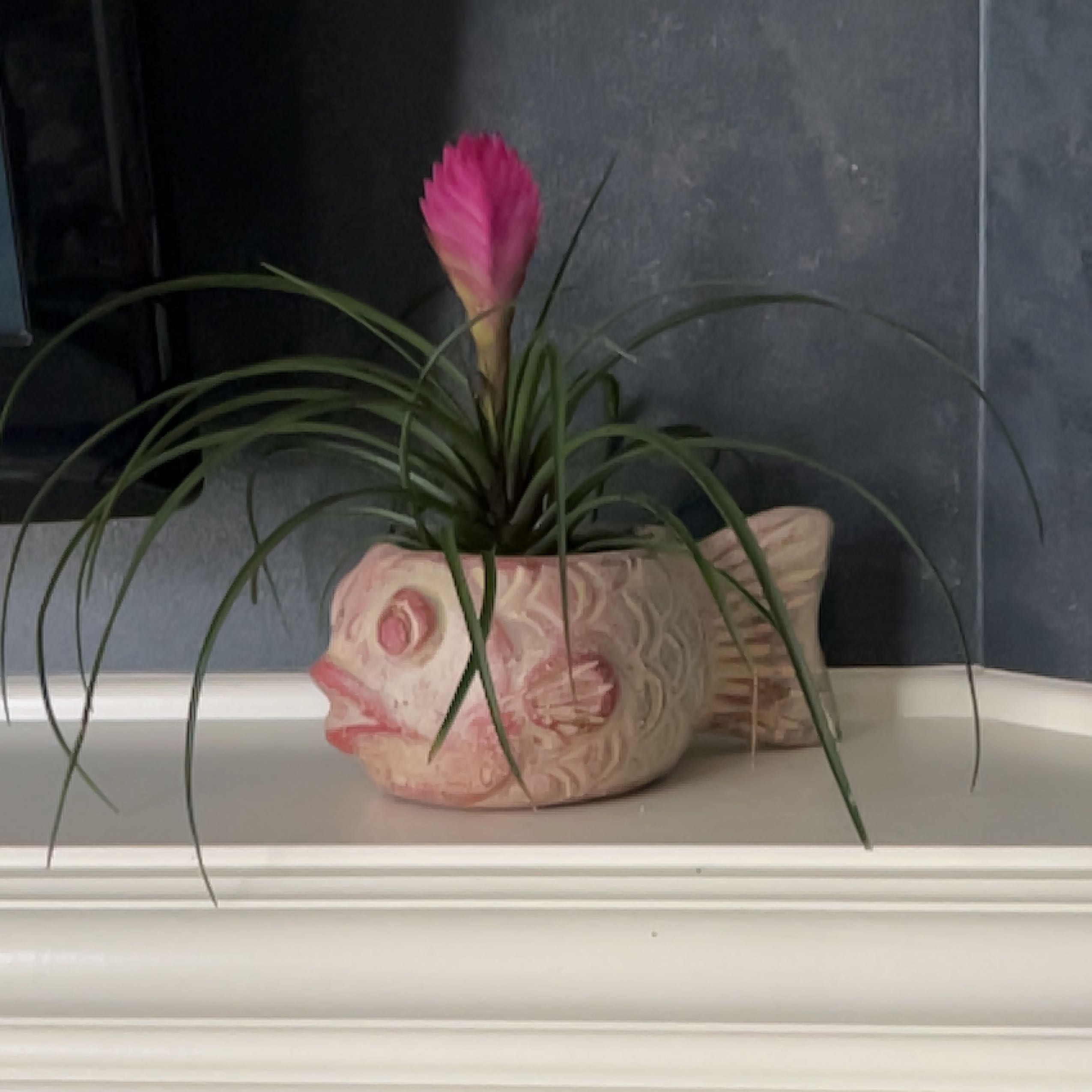Pink Quill Plant in a decorative fish-shaped pot with vibrant pink bracts and green leaves.