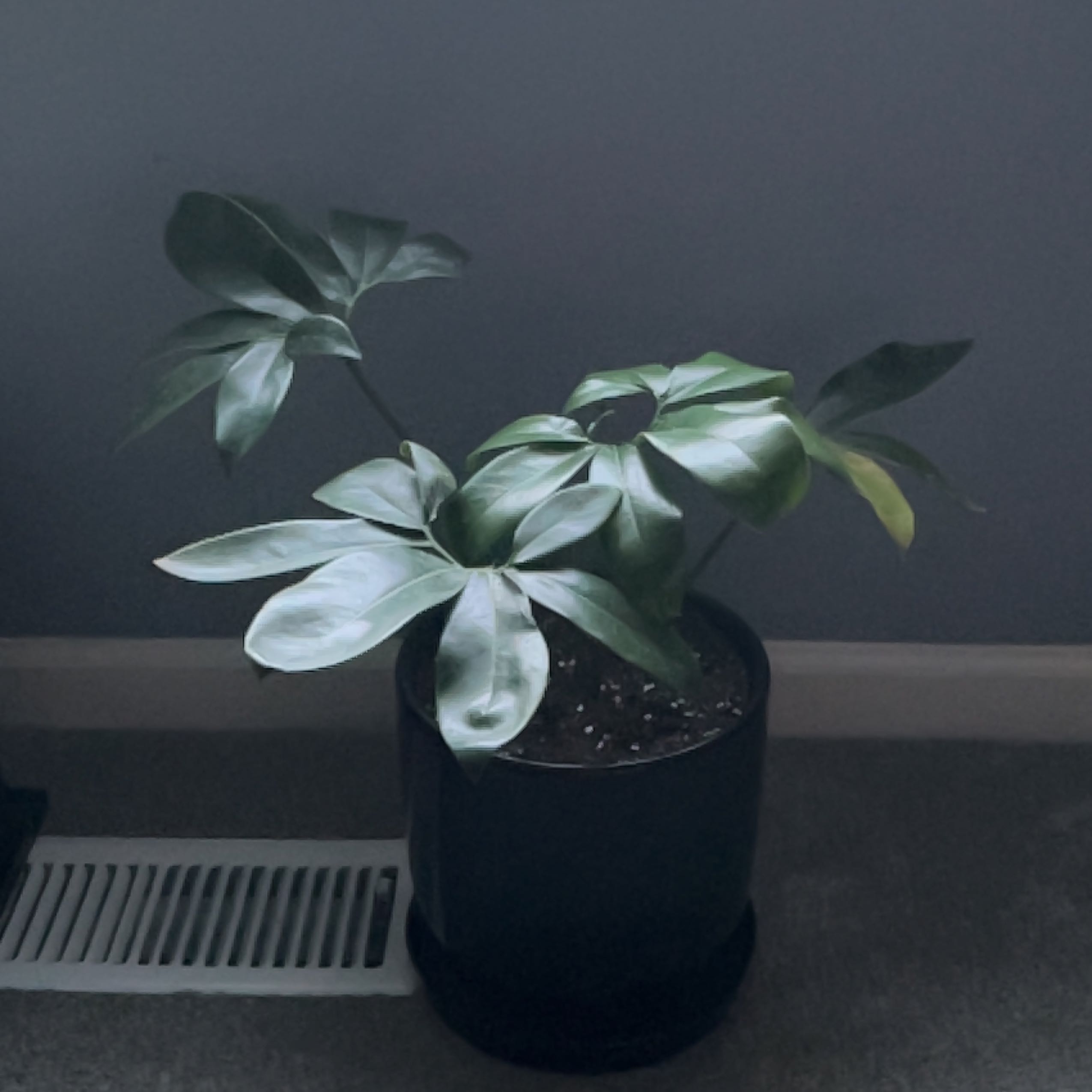 Philodendron 'Florida' plant in a pot with slight yellowing on one leaf.