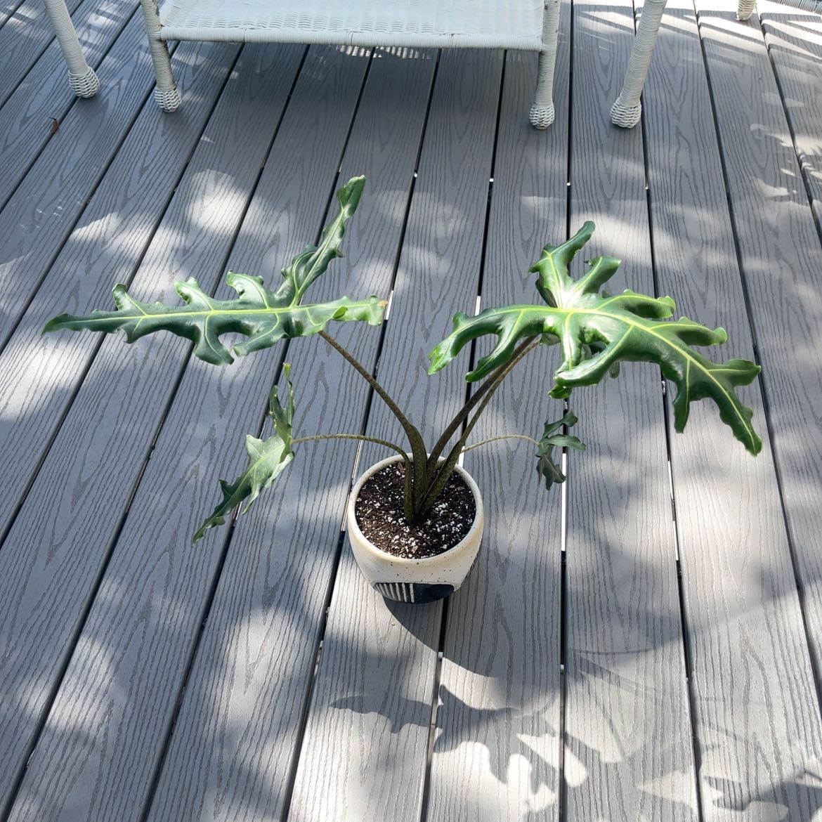 Photo of the plant species Malaysian Monster by @dannicox named Plato on Greg, the plant care app