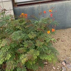 Photo of the plant species Caesalpinia Pulcherrima by @SwiftSuncup named Remington on Greg, the plant care app