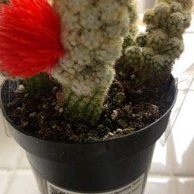 Photo of the plant species Cactus by @RefinedFernmoss named Mochi on Greg, the plant care app