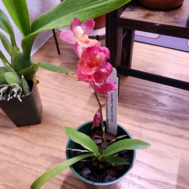 Photo of the plant species Lava Burst Pacific Sunrise Orchid by @AwaitedTyrimnus named Tefiti on Greg, the plant care app