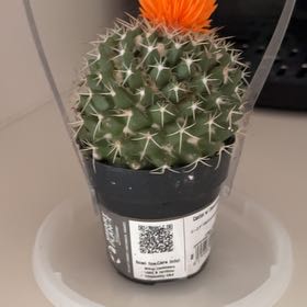 bob
