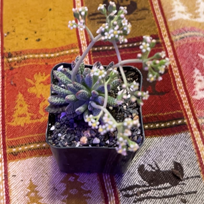 Photo of the plant species Crassula 'Jade Necklace' by @Maalylondon named Nooki 🧸 on Greg, the plant care app