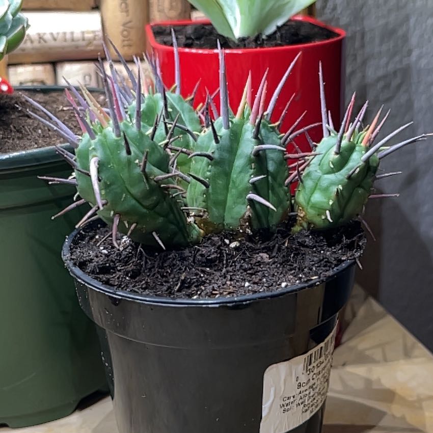 Potted Euphorbia ferox plant with multiple stems and prominent spines.