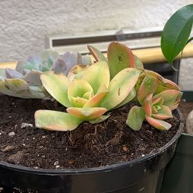 Photo of the plant species Aeonium 'Sun Dancer' by @Maalylondon named Topanga 🏜️ on Greg, the plant care app