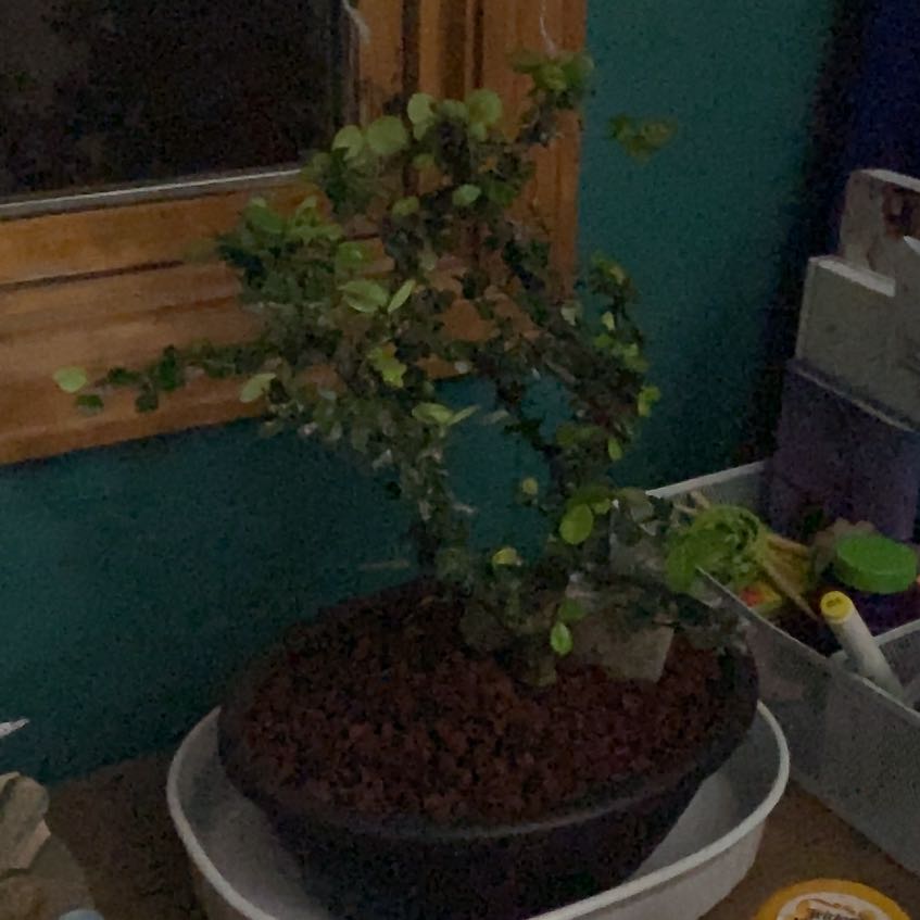Photo of the plant species Singapore Holly by @ShinySandsedge named Clark on Greg, the plant care app