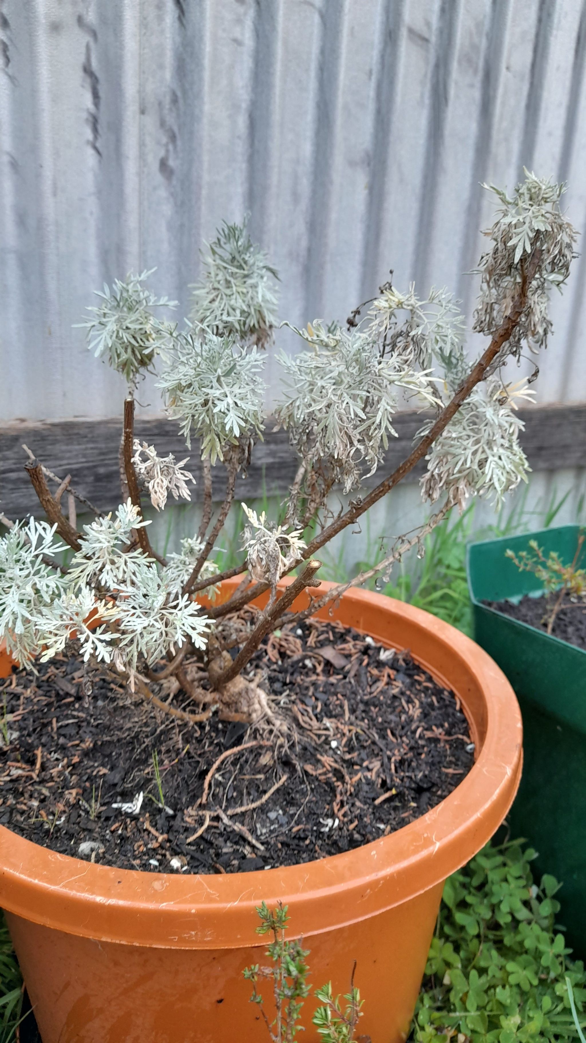 Photo of the plant species Wormwood by @BestIodanthus named Marilyn on Greg, the plant care app
