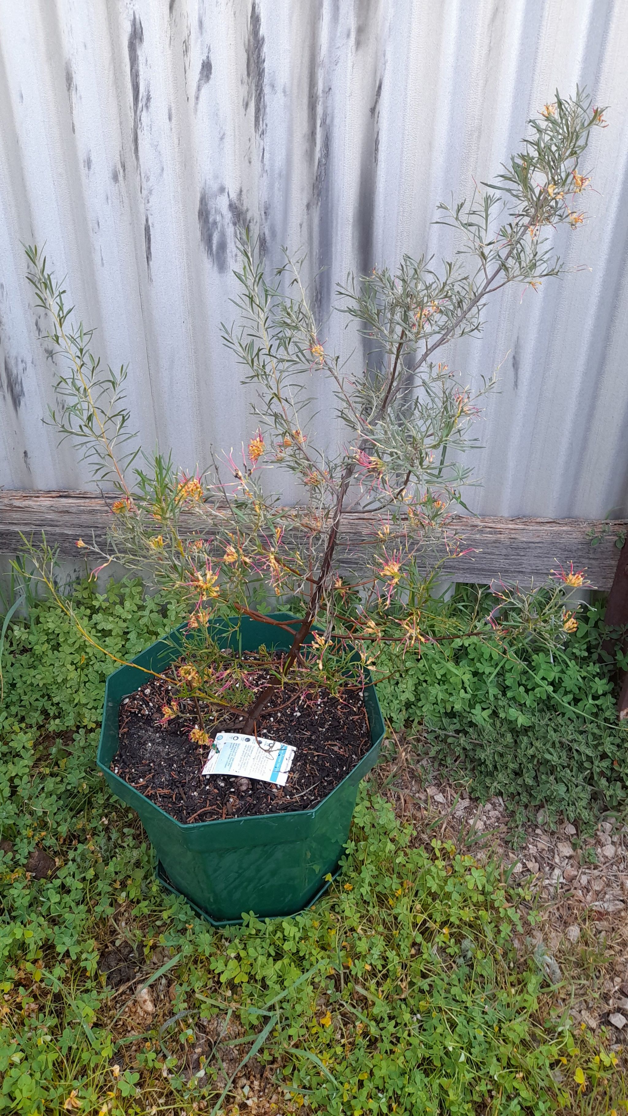 Photo of the plant species Grevillea sp. by @BestIodanthus named Gomez on Greg, the plant care app