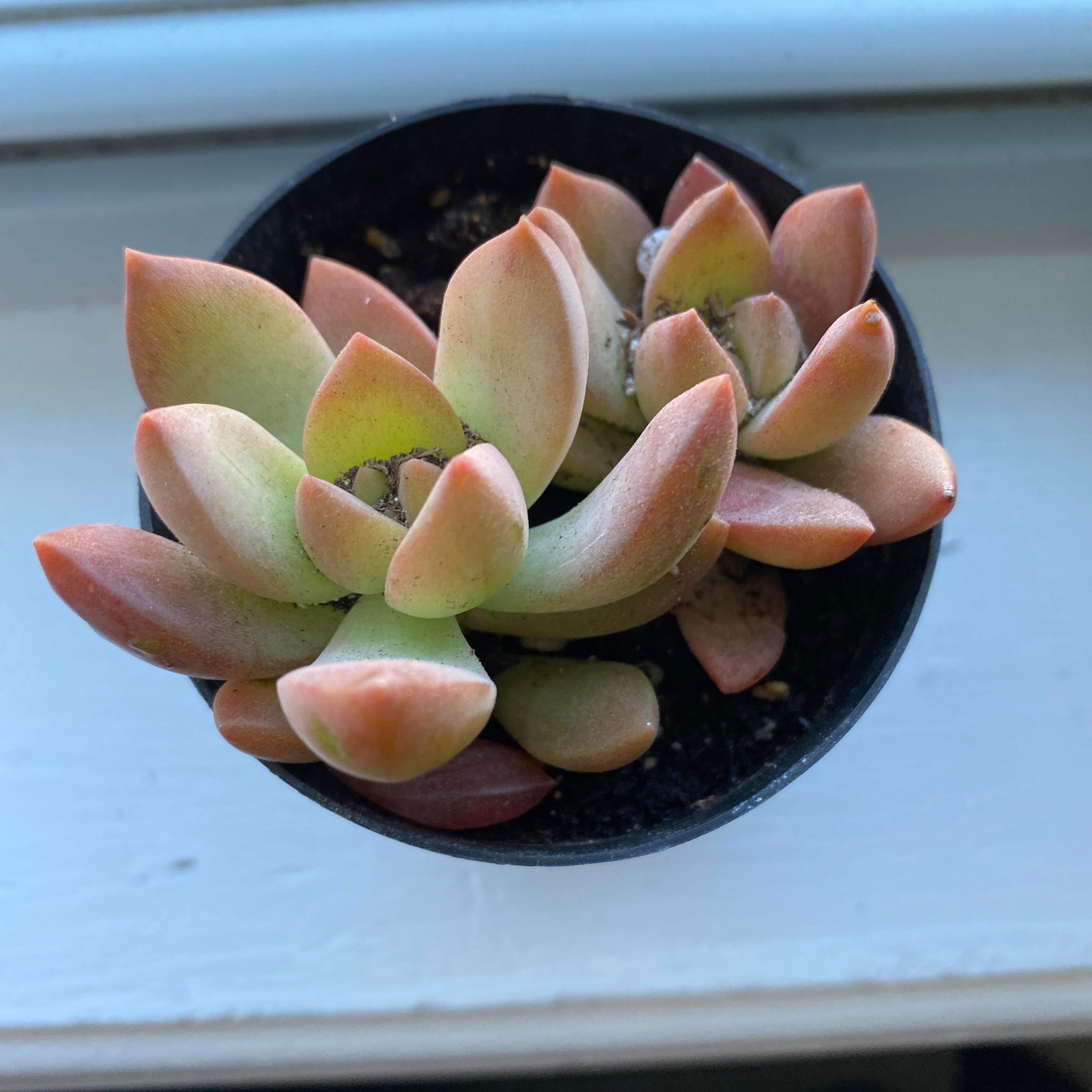 Photo of the plant species Graptosedum 'Copper Glow' by @GoodManchineel named Leaf Erickson on Greg, the plant care app