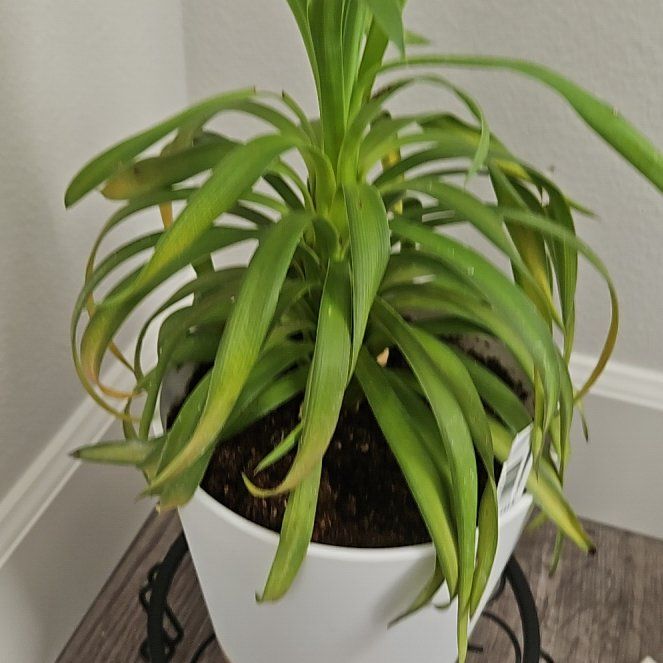 Photo of the plant species Yucca desmetiana 'Blue Boy' by @SingularTitoki named Willow on Greg, the plant care app