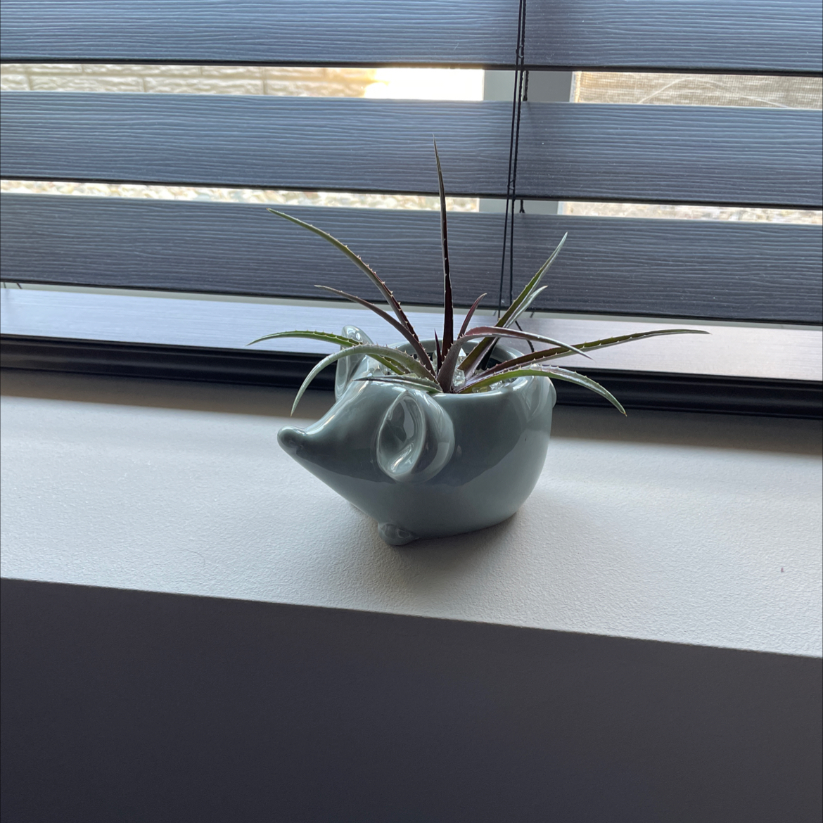 Photo of the plant species Grape Jelly Dyckia by @SublimeLime named Dot on Greg, the plant care app