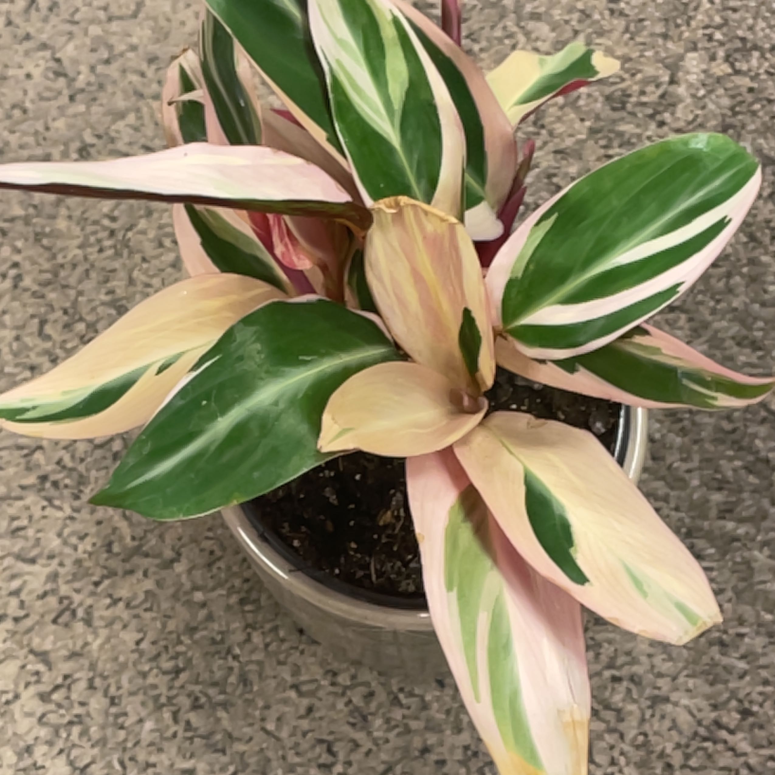 Stromanthe sanguinea 'Tricolor' plant with variegated green, white, and pink leaves in a pot.