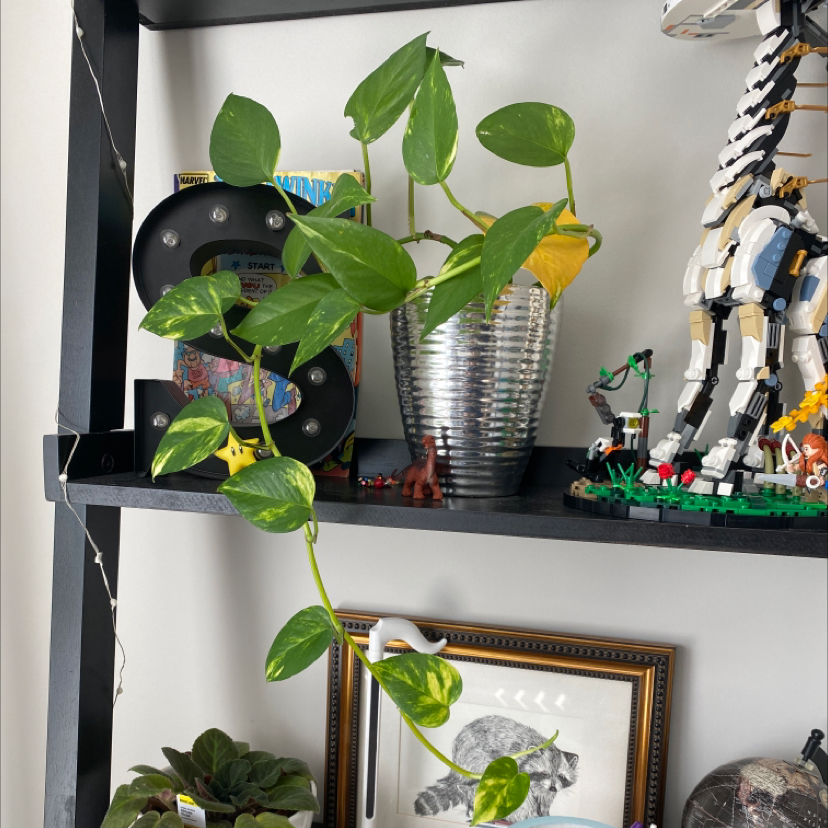 Photo of the plant species Variegated Philodendron by @stelawith1l named Phil on Greg, the plant care app