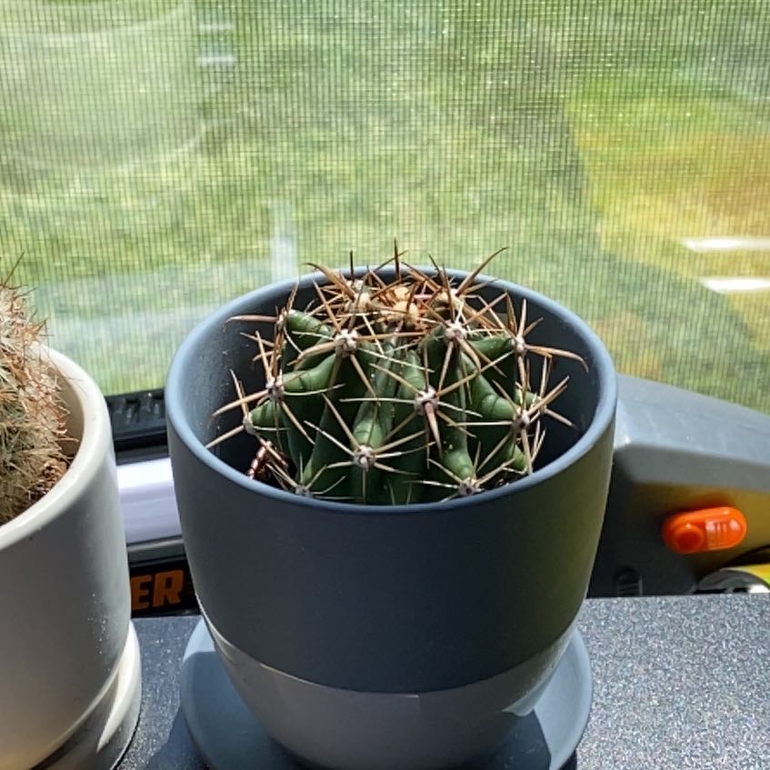 Miniature Barrel Cactus in a pot, healthy with no visible discoloration.