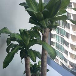 Dracaena Massangeana plant