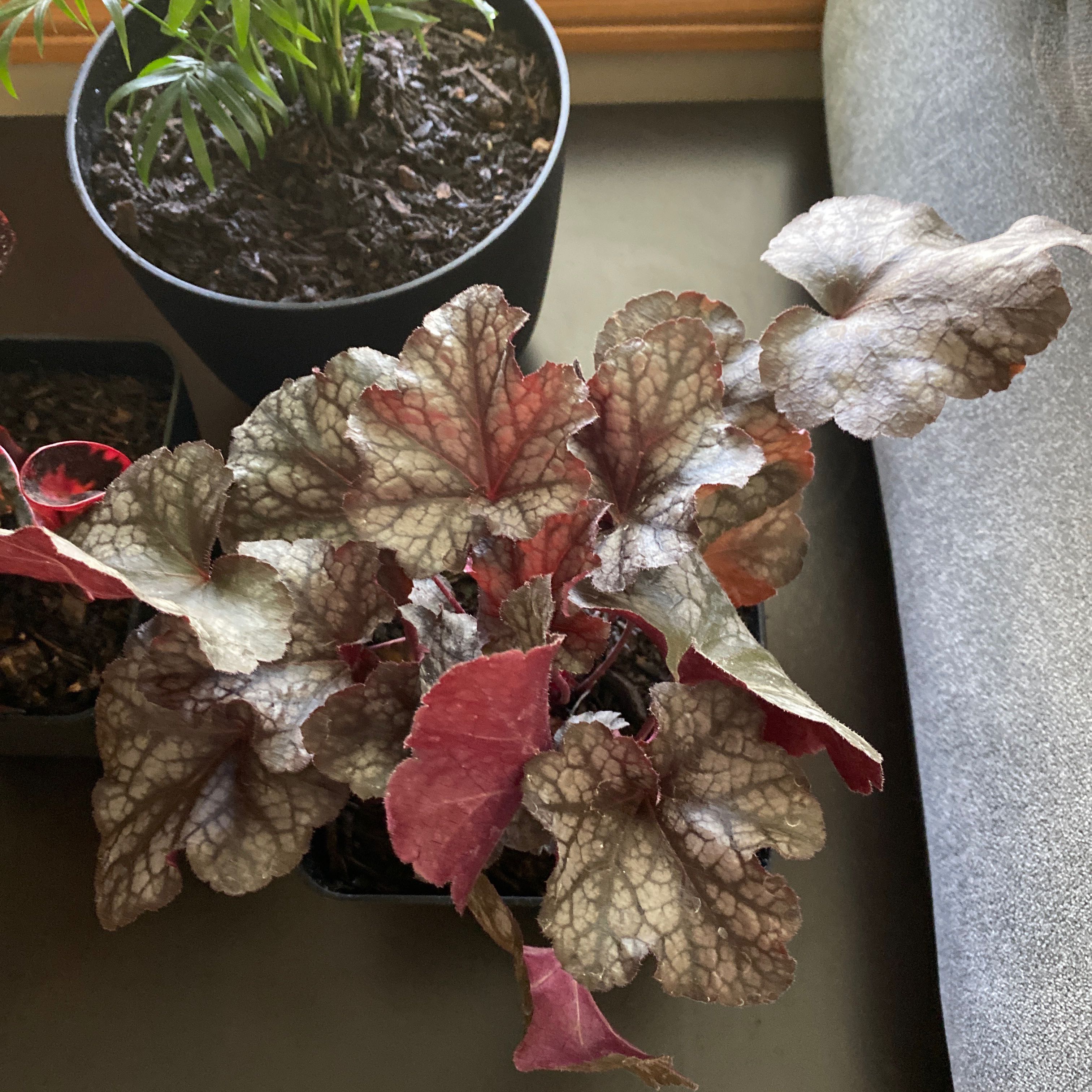 Photo of the plant species Coral Bells by @AceYankeeweed named Fernie Saunders on Greg, the plant care app