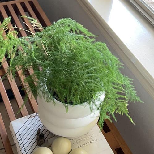 Asparagus Fern Care Guide for Lush Indoor Greenery