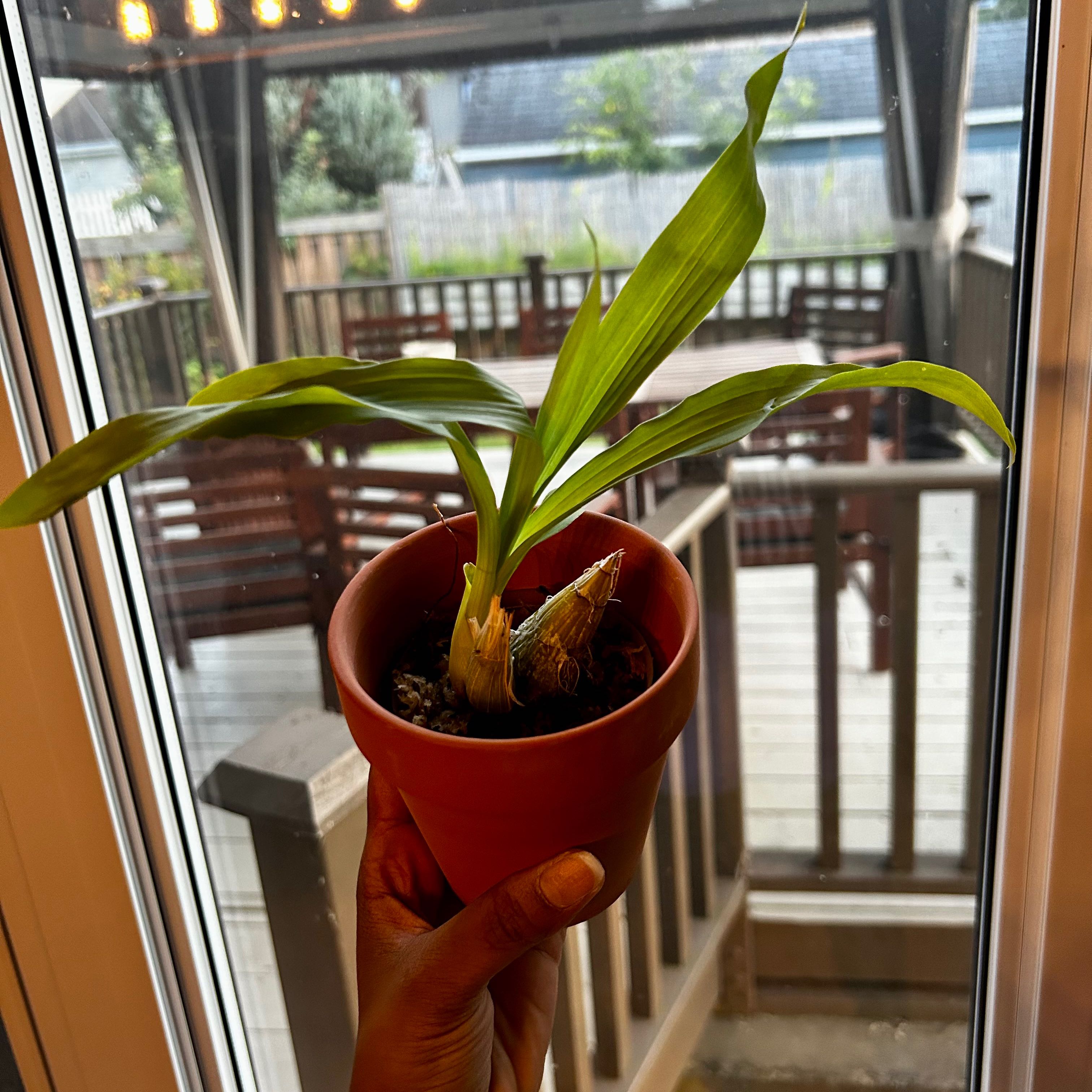 Photo of the plant species Black Pearl Orchid by @SocialHogpeanut named Pearl on Greg, the plant care app