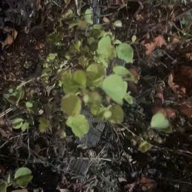 Photo of the plant species Large-Leaved Muehlenbeckia by @ClementVaccaria named Curie on Greg, the plant care app