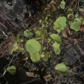 Photo of the plant species Large-Leaved Muehlenbeckia by @ClementVaccaria named Sonora on Greg, the plant care app