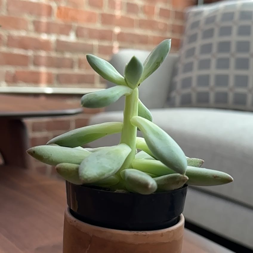Pachyphytum 'Starburst' succulent plant in a pot, indoors with furniture in the background.