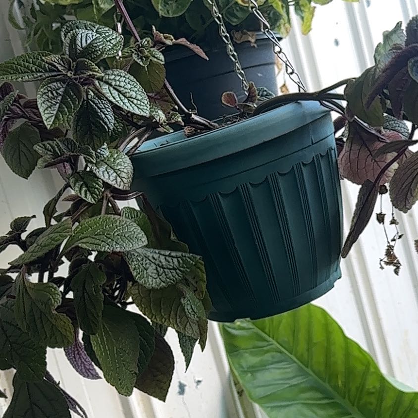 Hanging potted plant with dark green speckled leaves, identified as Speckled Spur Flower.