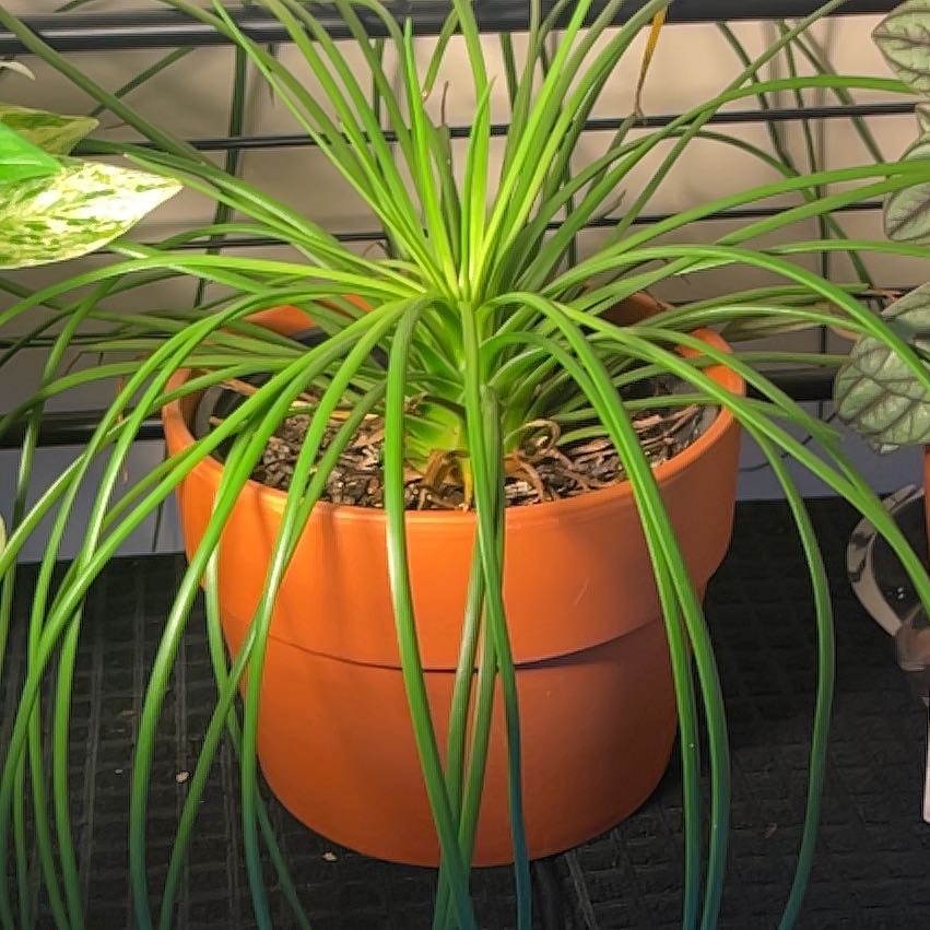 Photo of the plant species Spaghetti Strap Agave by @DiscipleLemon named Denali on Greg, the plant care app