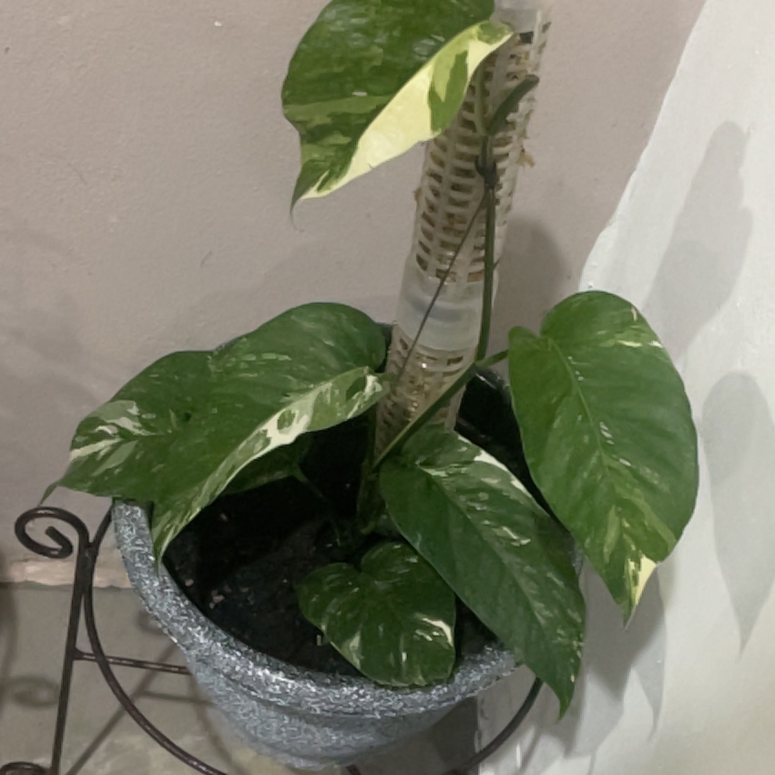 Photo of the plant species Epriprenum Aureum by @GreatestKiekie named Plato on Greg, the plant care app