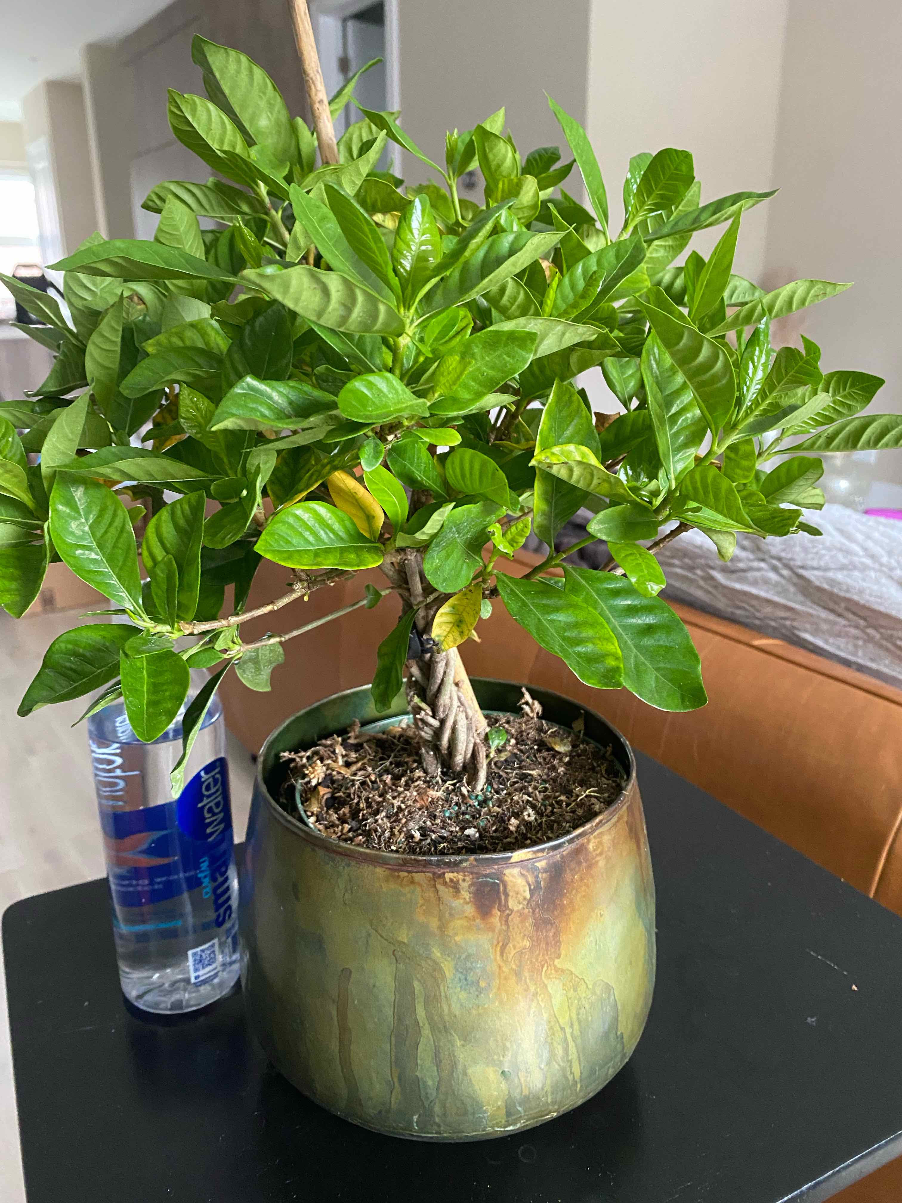 Potted Cape Jasmine plant with healthy green leaves, placed indoors next to a water bottle.