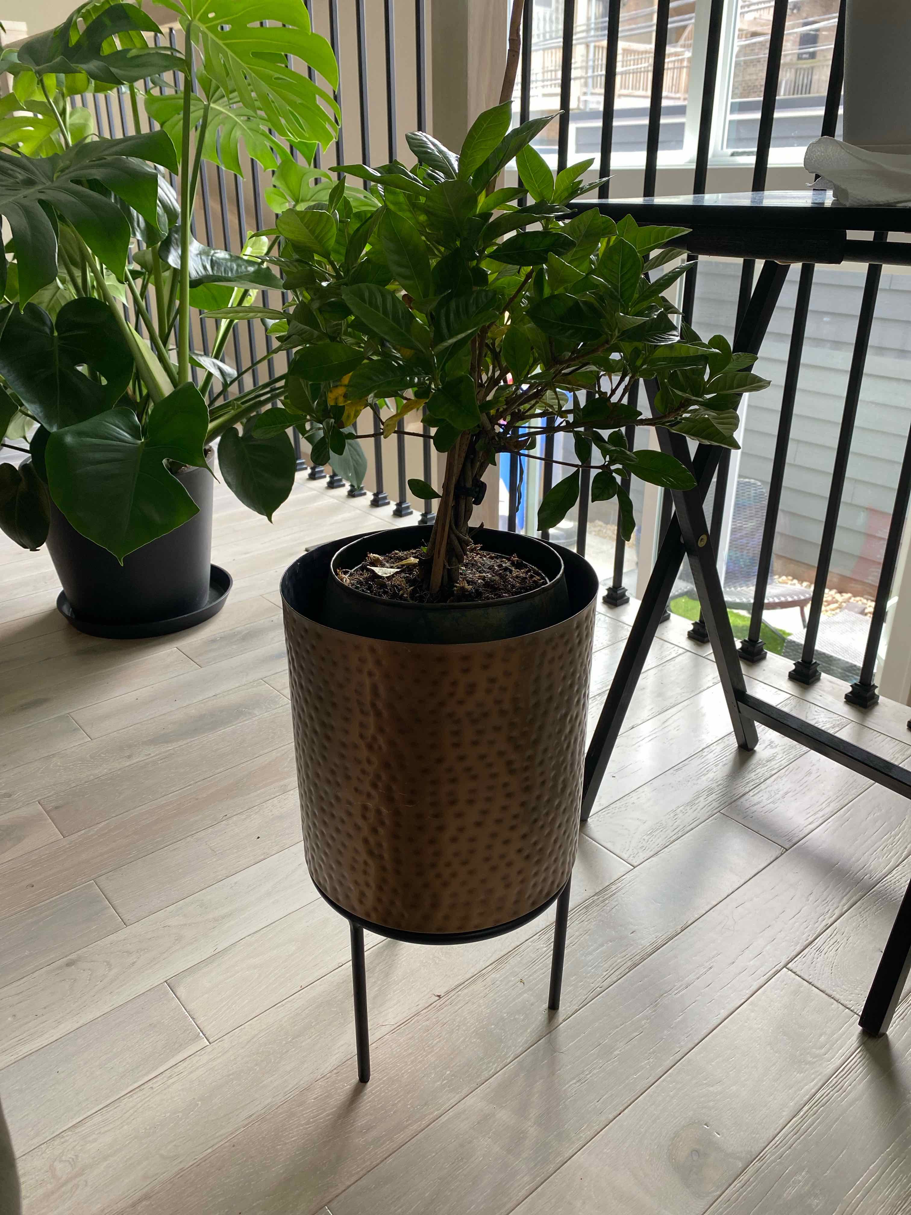 Indoor potted Cape Jasmine plant with vibrant green leaves, well-framed and centered.