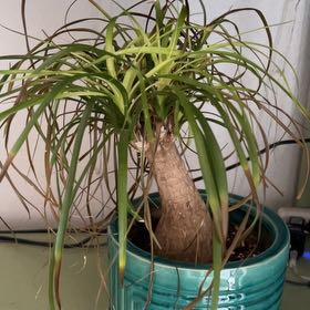 Photo of the plant species Red Ponytail Palm by @YernAmethius named Denali on Greg, the plant care app