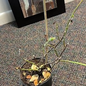 Photo of the plant species Variegated Confederate Jasmine Vine by @HappyCowbane named Jasmine on Greg, the plant care app