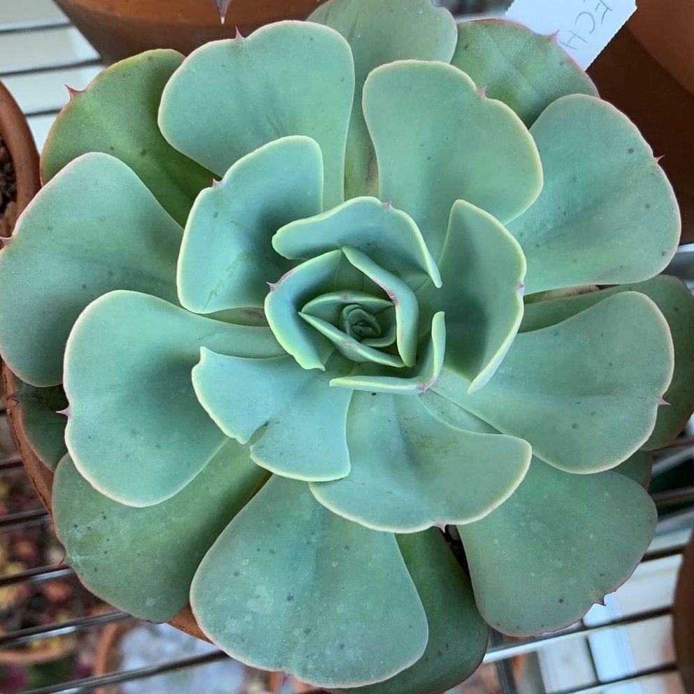 Photo of the plant species Echeveria 'Love's Light' by @SwiftKanono named Elina on Greg, the plant care app
