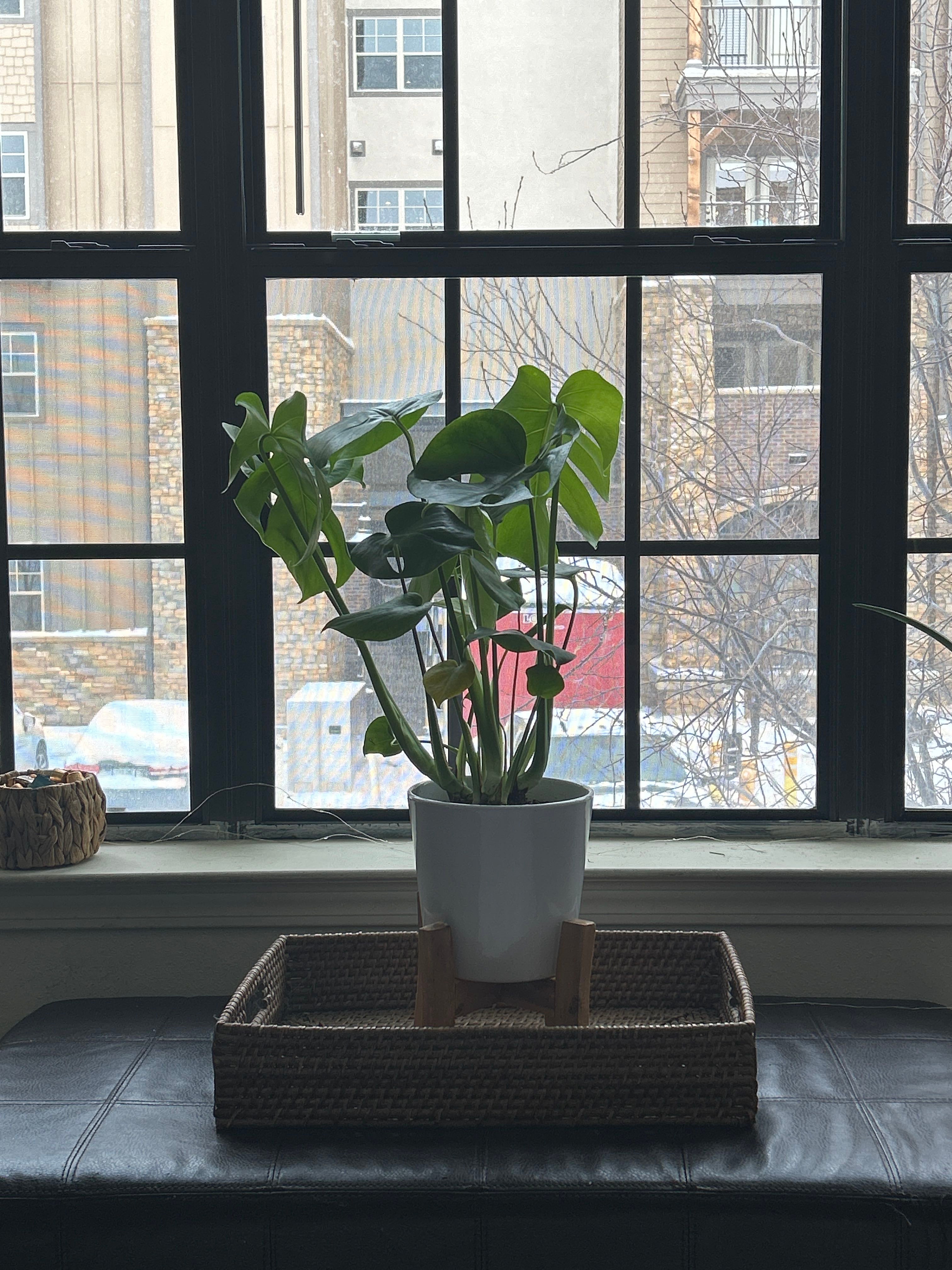 How Do I Cure Swiss Cheese Plant Root Rot?