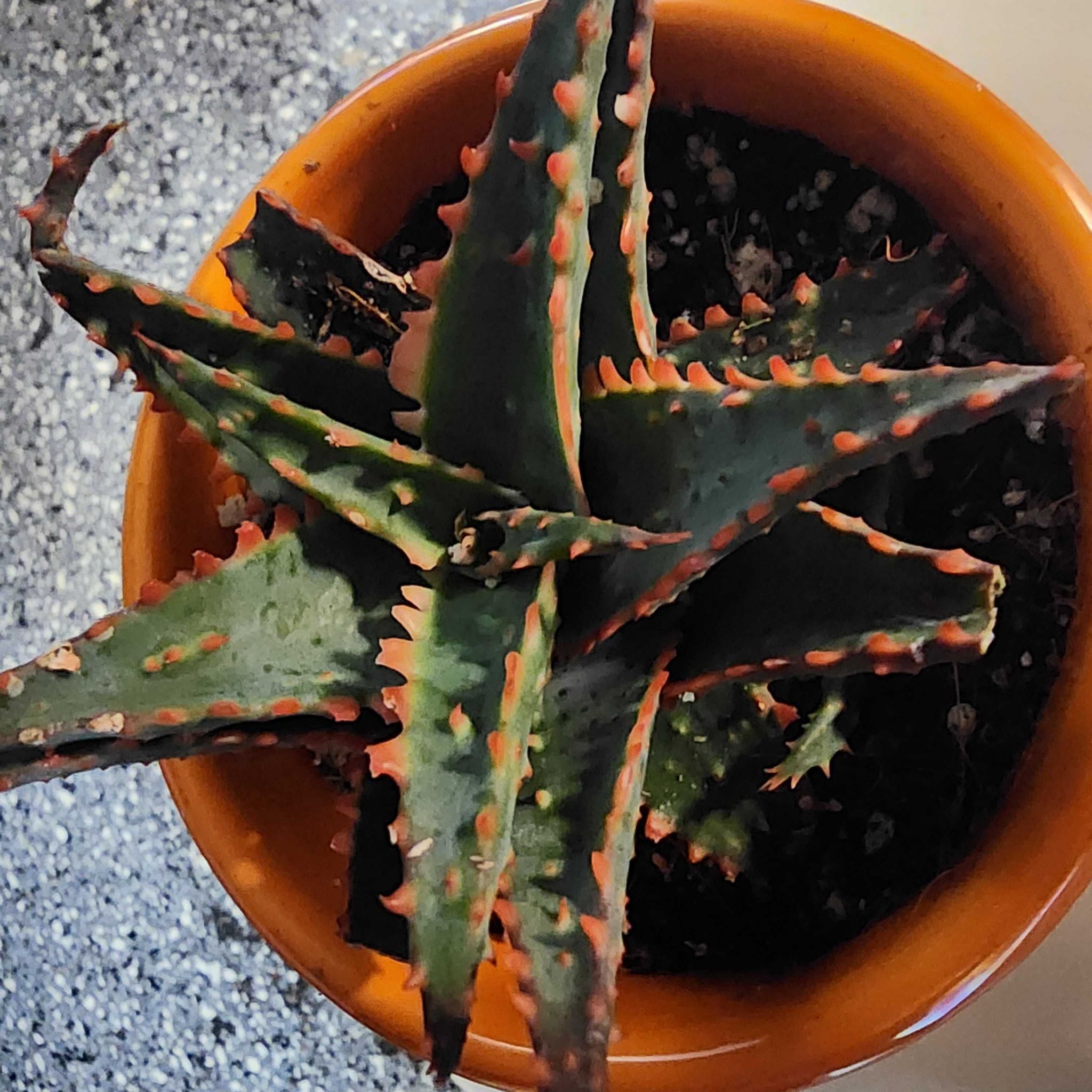 Aloe 'Christmas Sleigh' plant in a pot with distinctive red-edged leaves.