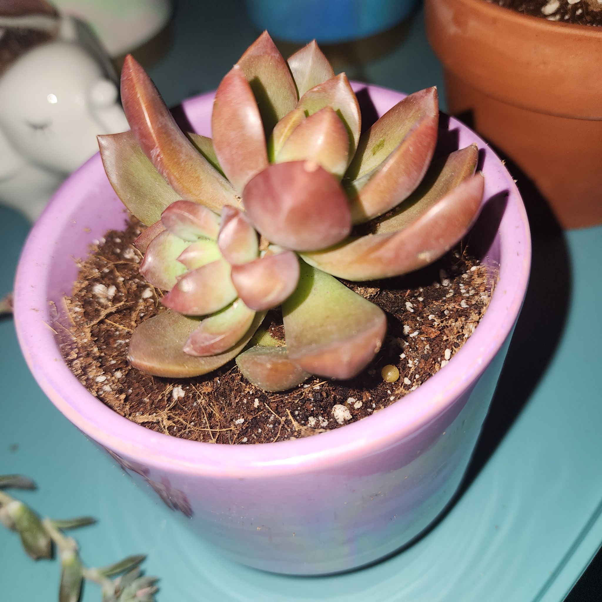 Graptosedum 'Copper Glow' succulent in a purple pot with visible soil.