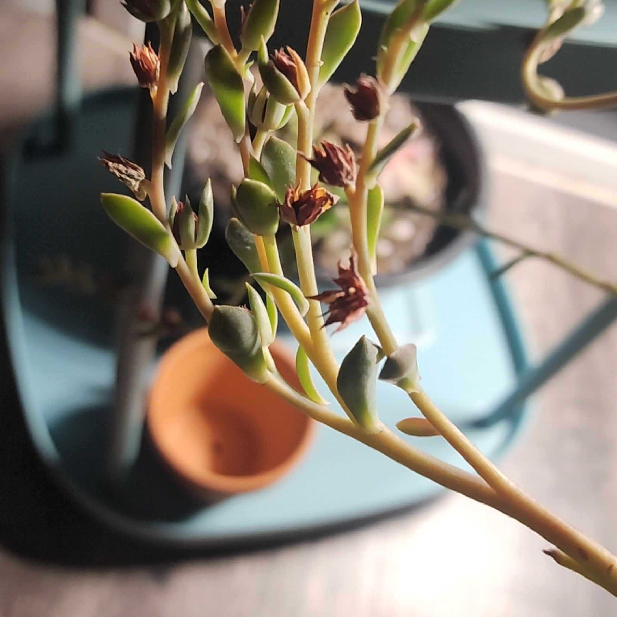 Close-up of a Penwiper Plant with some browning leaves, potted on a blue surface.