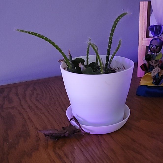 Photo of the plant species Fishbone cactus by @FamedRaintree named Darwin on Greg, the plant care app
