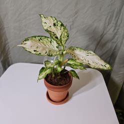 Dieffenbachia plant