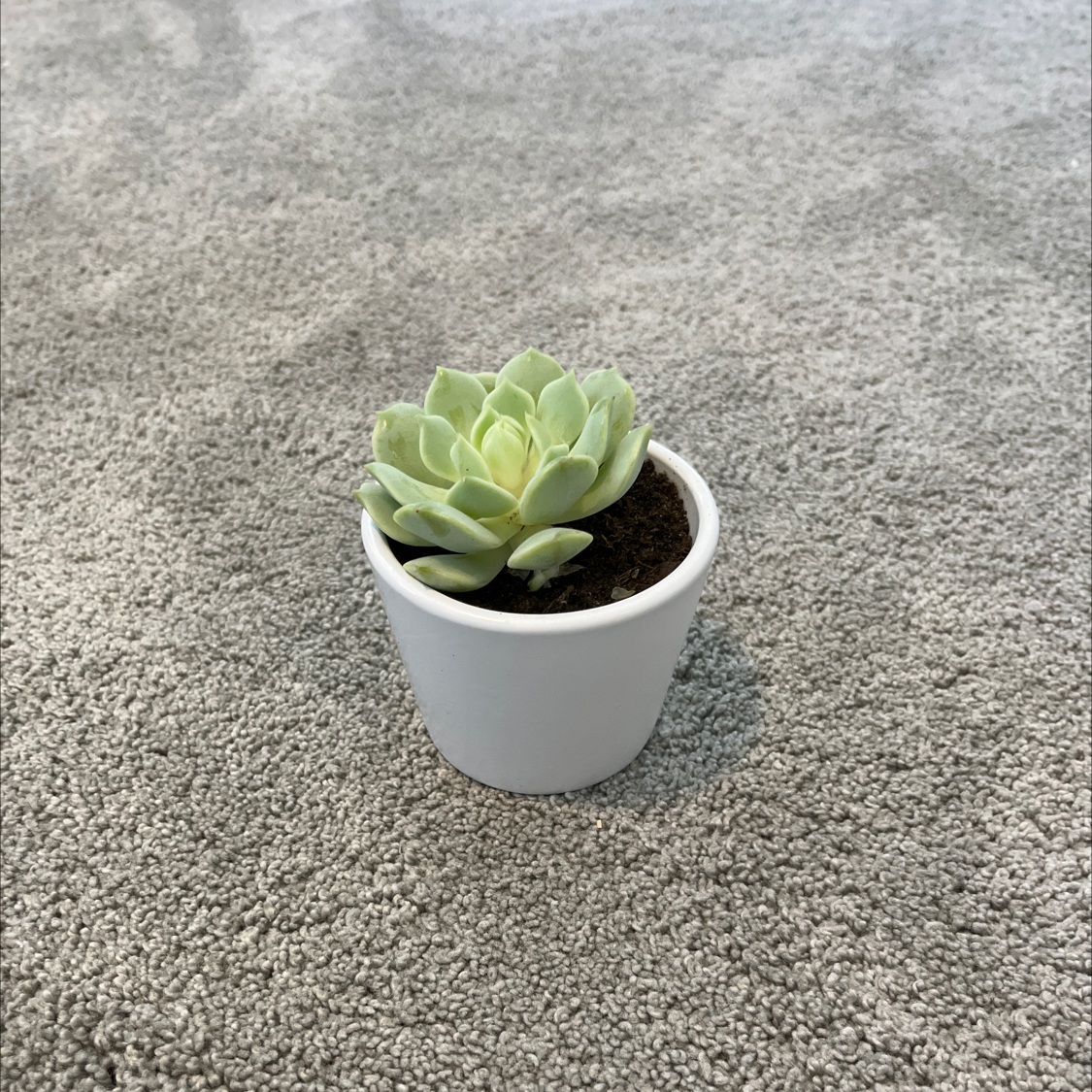 Echeveria 'Seraphina' succulent in a white pot on a carpeted surface.