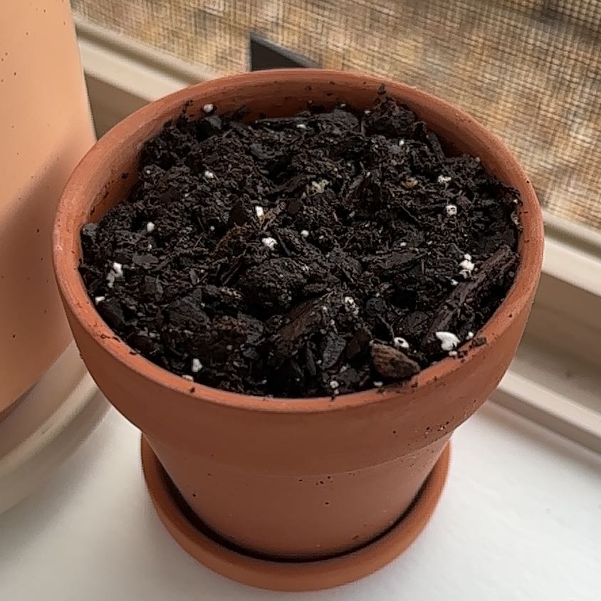 Photo of the plant species cat grass by @madsevet24 named Sahara on Greg, the plant care app