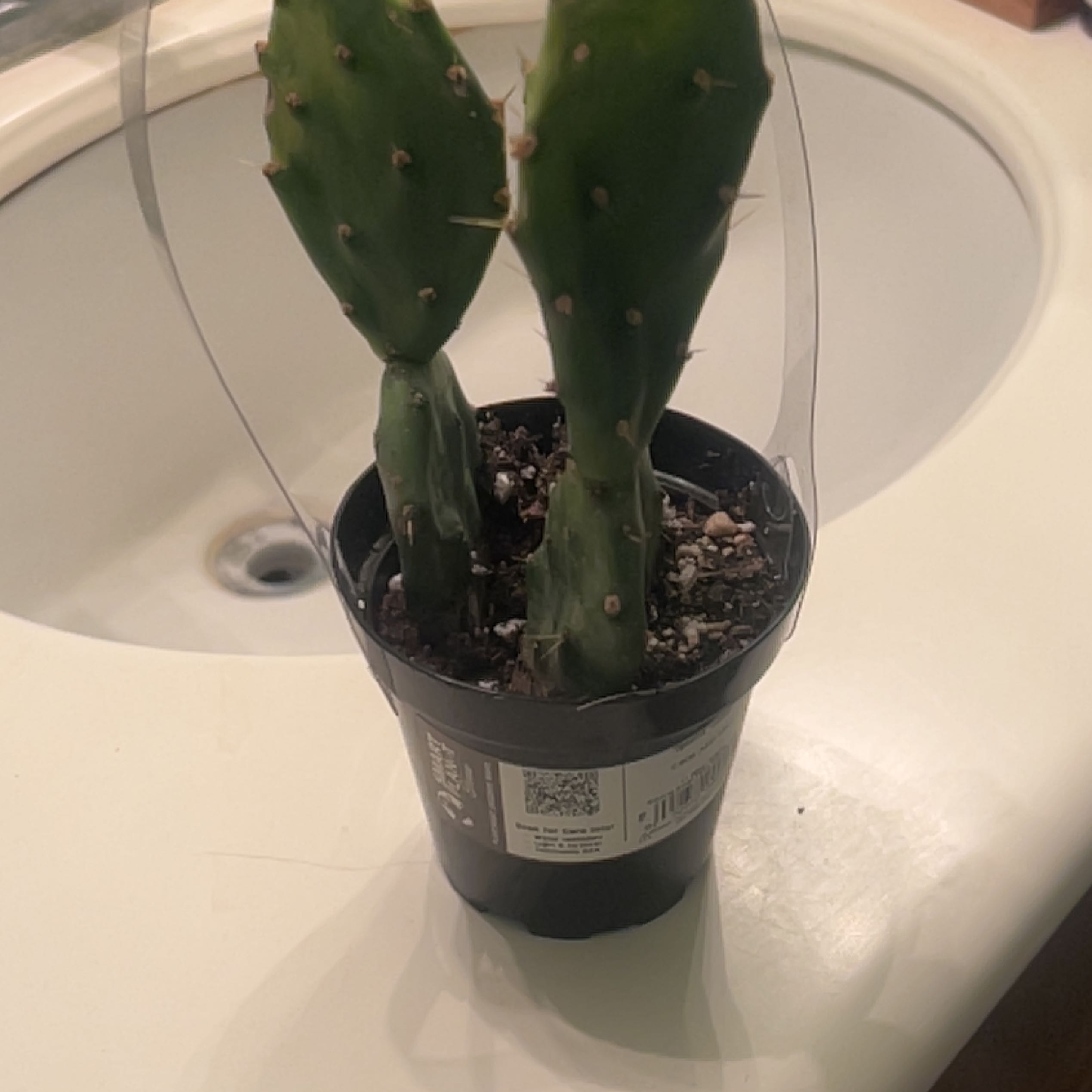 Photo of the plant species Opuntia 'Goblin' by @SharpDeathcamas named Gobi on Greg, the plant care app