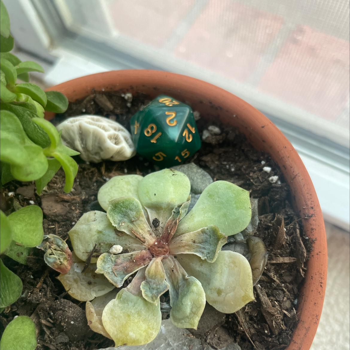Photo of the plant species Echeveria 'Dondo' by @FaithfulBoneset named Henrietta on Greg, the plant care app