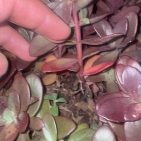 Photo of the plant species sedum by @GaietyRockweed named Einstein on Greg, the plant care app