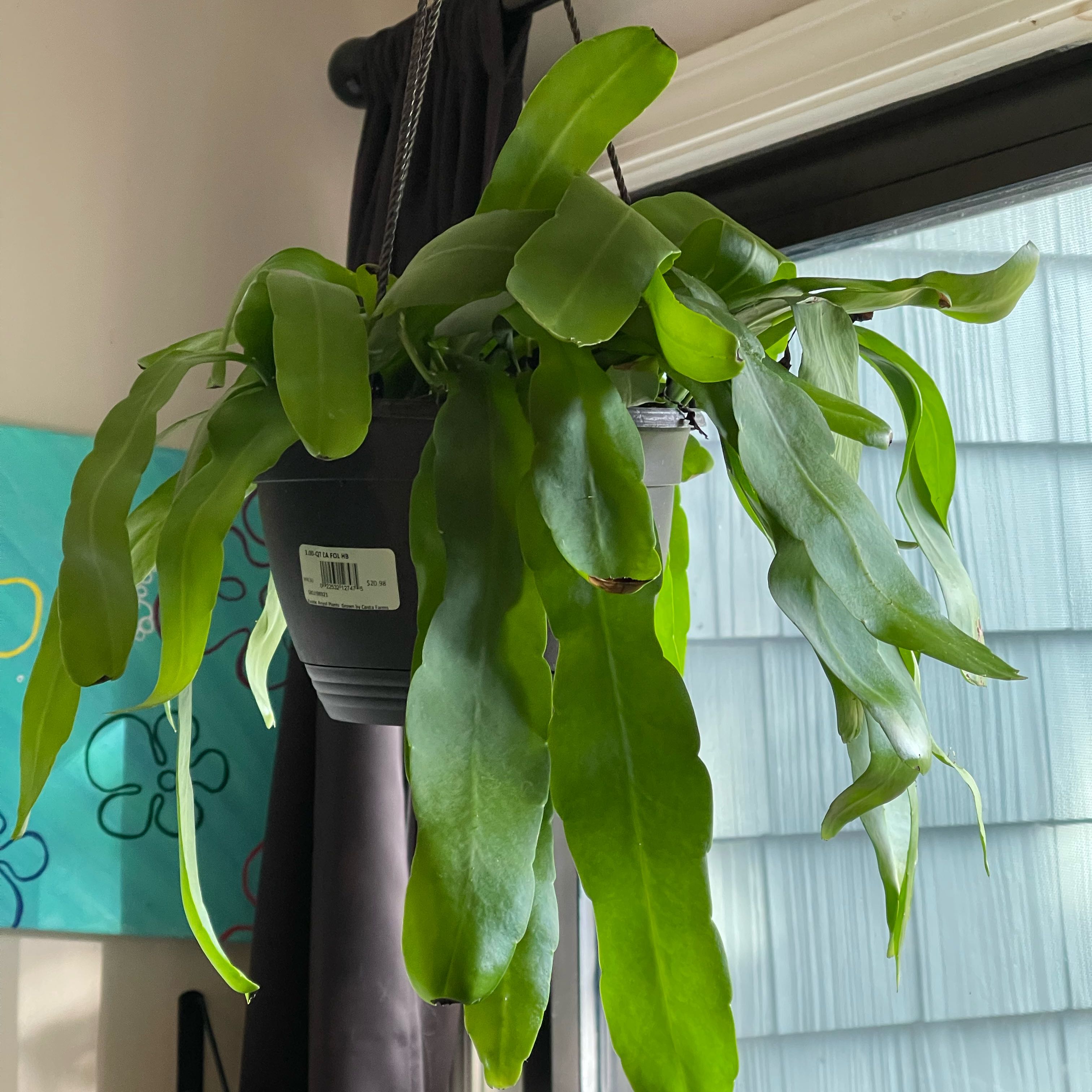 Photo of the plant species Hooker's Orchid Cactus by @Upsetyspaghetti named María Felix on Greg, the plant care app