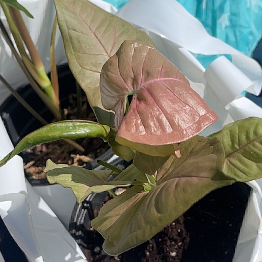 Photo of the plant species Syngonium by @Upsetyspaghetti named Xena on Greg, the plant care app