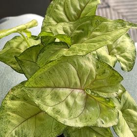 Photo of the plant species Syngonium by @Upsetyspaghetti named Bodhi on Greg, the plant care app