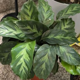 Photo of the plant species Prayer Plant by @Upsetyspaghetti named Orwell on Greg, the plant care app